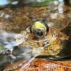 Black Raven Beads Reflect (LE) silver and gold glass Charm by The Alternative Bead. Your official Black Raven Beads Retailer from Germany