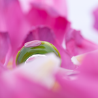 Black Raven Beads Spring Tulip yellow and pink and green and floral glass Charm by The Alternative Bead. Your official Black Raven Beads Retailer from Germany